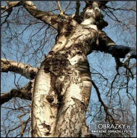 Drzewa nie z tej ziemi michal_r-60 - kobiece-drzewo-279-OBRAZKY.PL.jpg