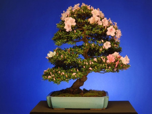 Drzewka Bonsai - mediumjvjt9o47a2c5ec23f4d.jpg