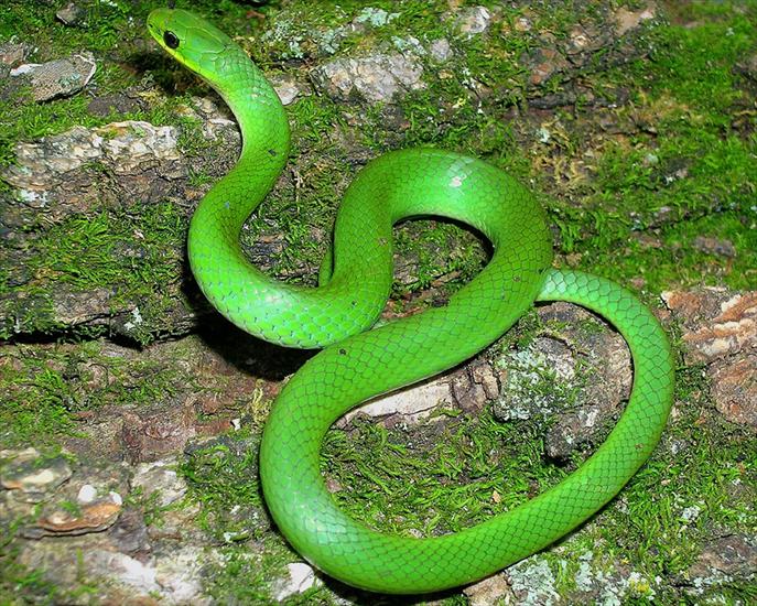 Świat w kolorze zieleni - green_snake-1280x10241.jpg