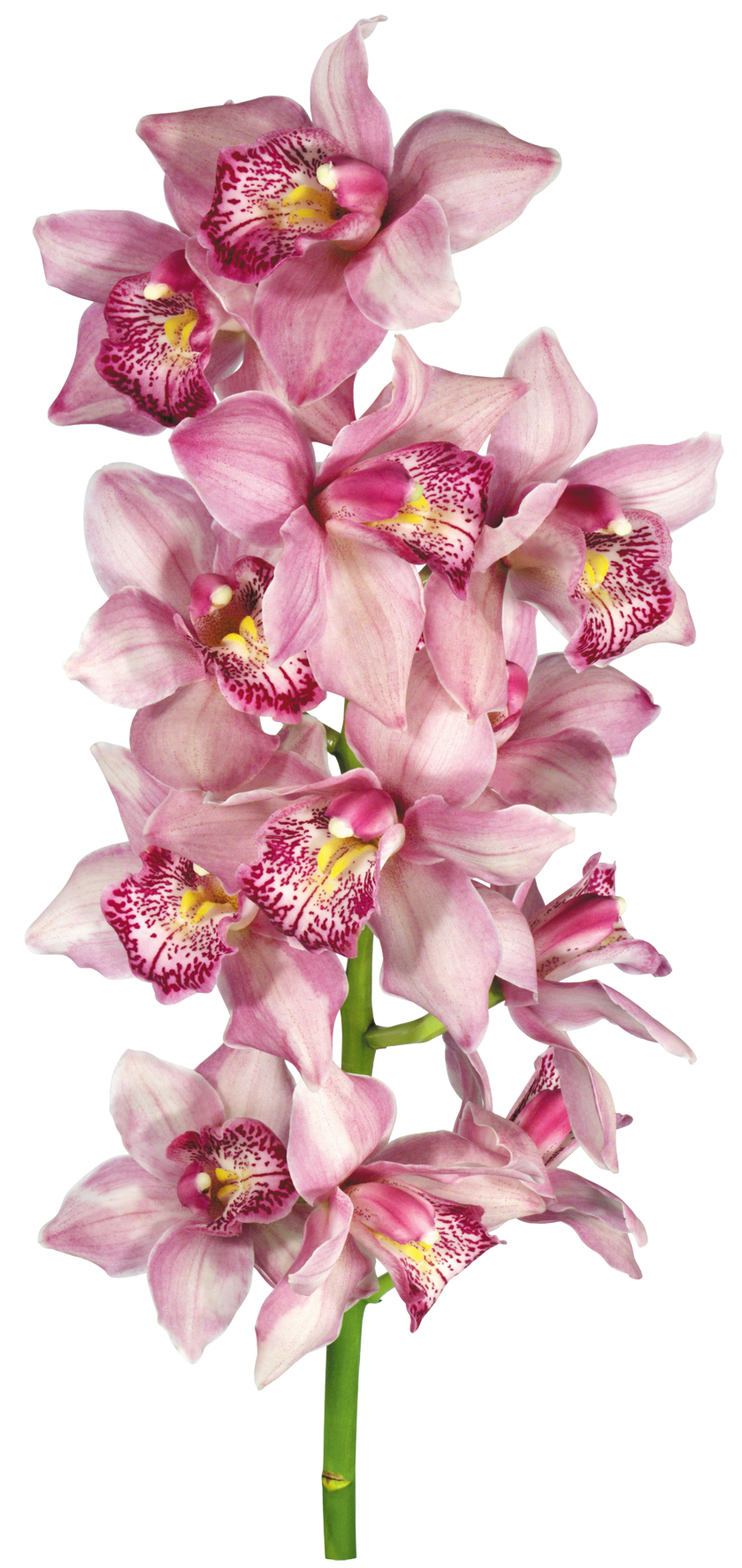 inne kwiaty - orhidea_008.png