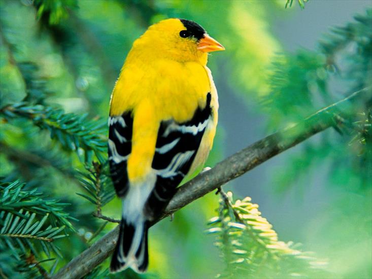 Zwierzęta - American Goldfinch.jpg