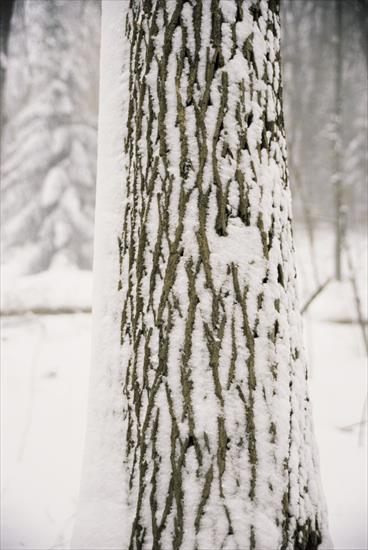 Veer Fancy Photography - Winter Scenery - FAN1006570.jpg