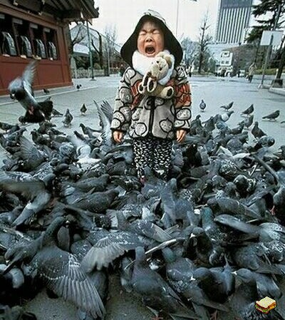 śmieszne - pigeon_attack.jpg