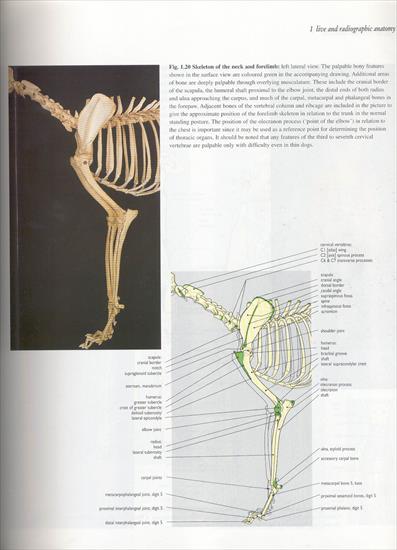 01.live  radiographic anatomy - 12.jpg