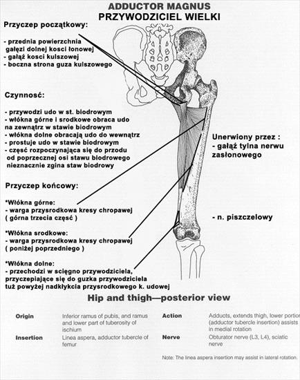 Anatomiaatlasy - AdductorMagnuscopy.jpg