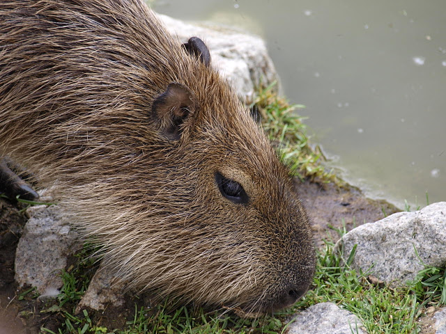 Zwierzyniec - kapibara.jpg