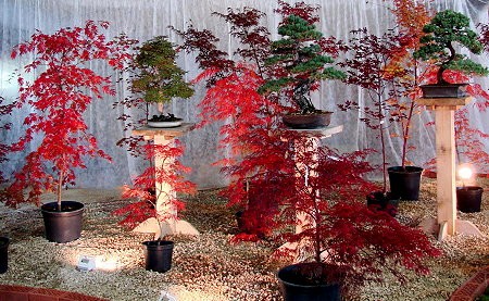 bonsai - mediumjvj91c47a25f809d022.jpg