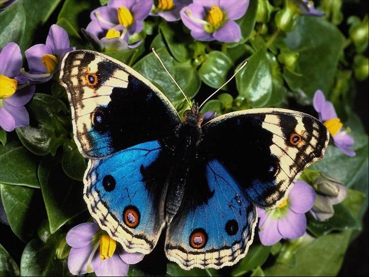 Motyle - motyl ..jpg