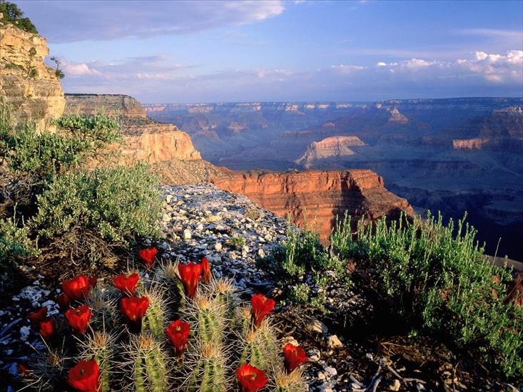 Krajobrazy i Pejzaże - Claret Cup Cactus, Grand Canyon National Park, Arizona.jpg