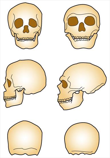 Historia człowieka - obrazy - Neandertal_vs_Sapiens. Porównanie czszek H Sapiens z H Neaderthalensis.jpg