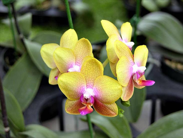 Storczyki - orchidea35.jpg