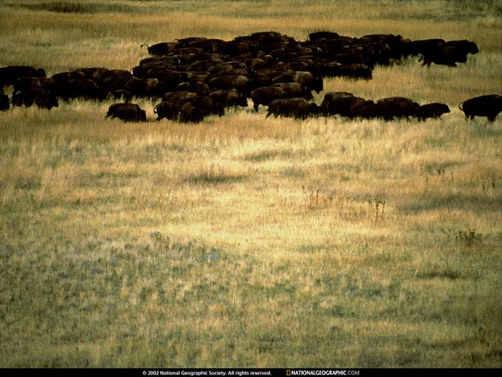 NG09 - National Bison Range, Montana, 1997.jpg