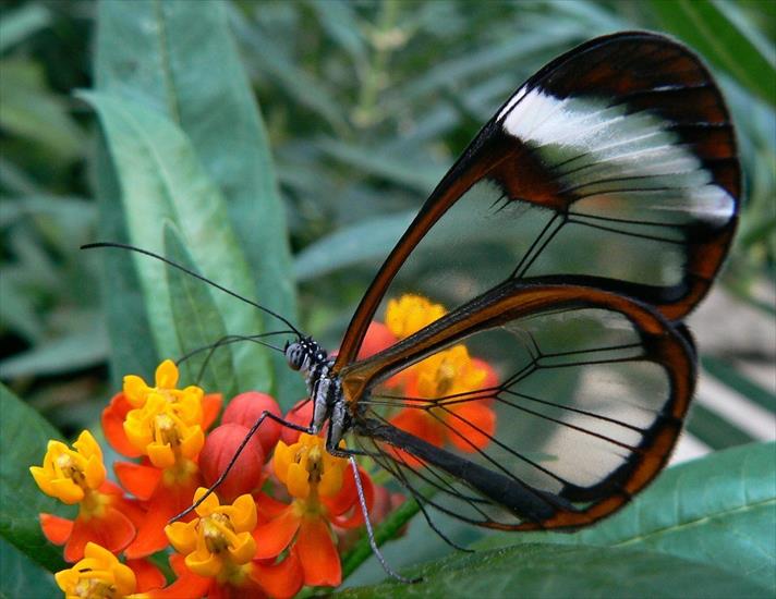 Motyle i ważki - butterfly1.jpg