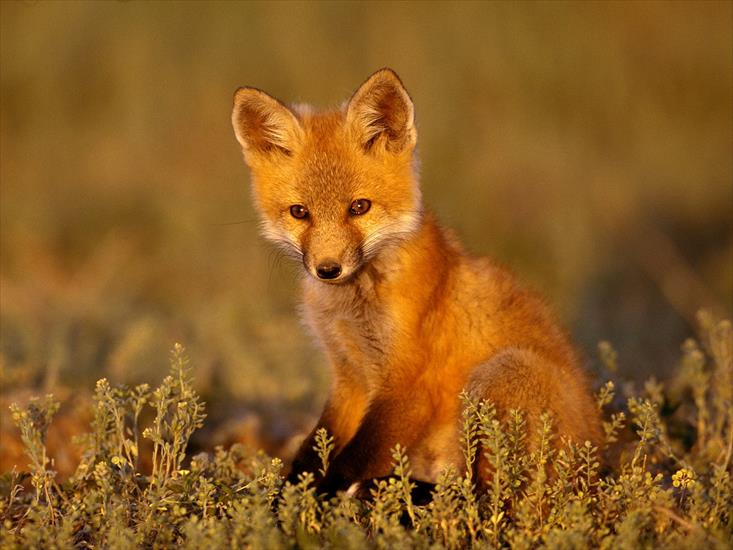 Tapety zwierzęta świat - Young Red Fox.jpg