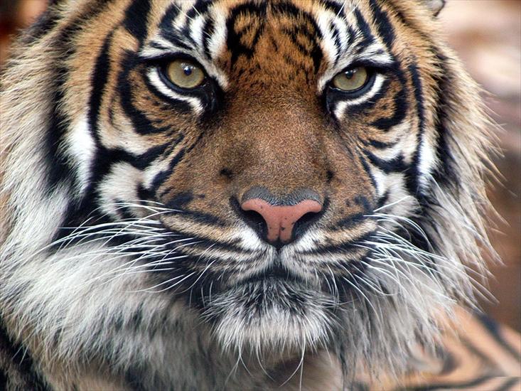 Galeria - Indian_Tiger.jpg