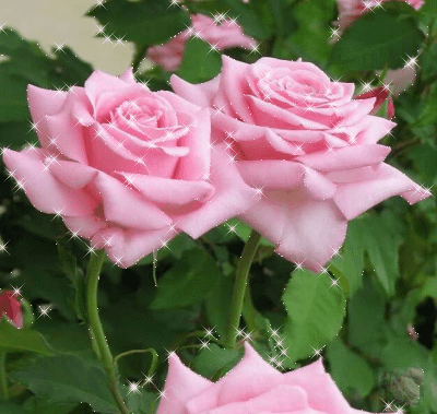 gify róże - V2.gif