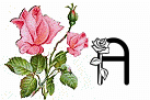 róże rozkwitające - A.gif