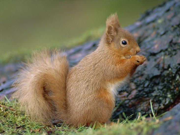 zwierzęta - 163429red_squirrel,_scotland.jpg