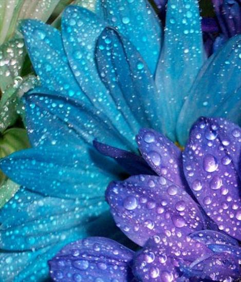 Krople rosy - Spectacular_Dew_Drops_Photography_1.jpg