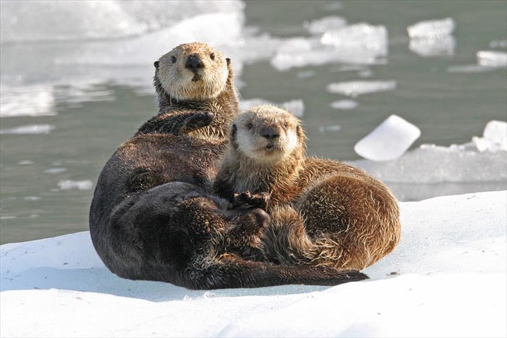GALERIA-ZDJECIA-ALASKA - Sea Otters, Prince William Sound, Alaska.jpg
