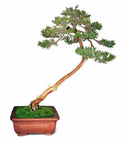 Drzewka bonsai - 5224_4.jpg