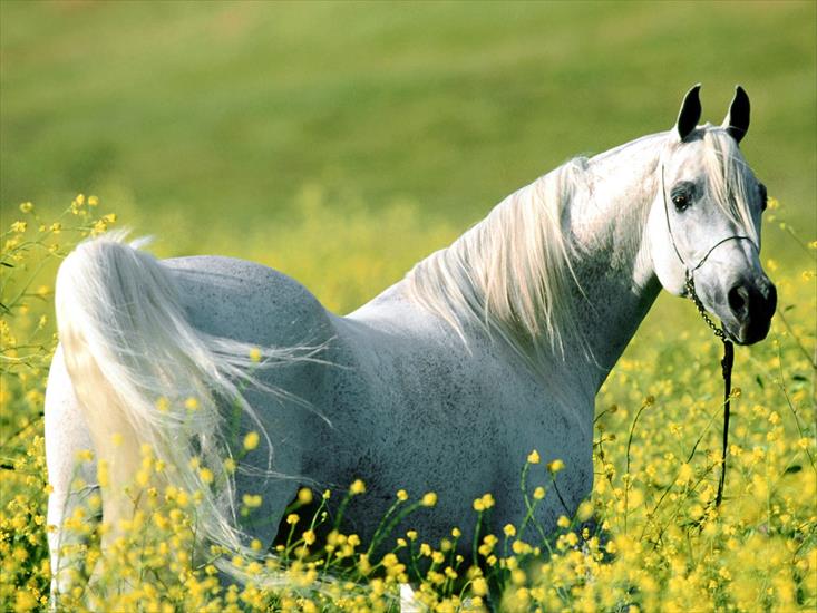 KONIE - Among the Fields of Gold, Arabian Stallion.jpg