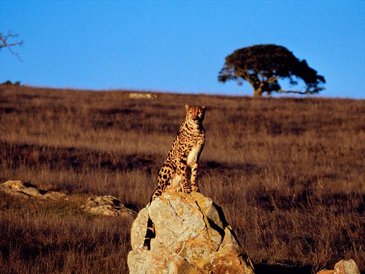  Animals part 2 z 3 - King Cheetah.jpg