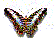 Motyle - 5.gif