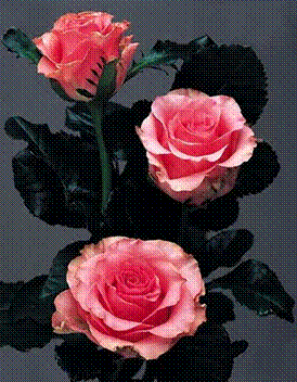 Kocham róże - Slajd4.GIF
