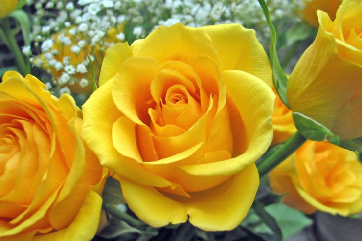 żółte - single-yellow-rose.jpg