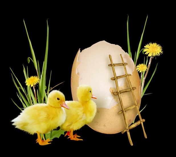 Wielkanoc-kurczaczki i kaczuszki - Wielkanoc.png
