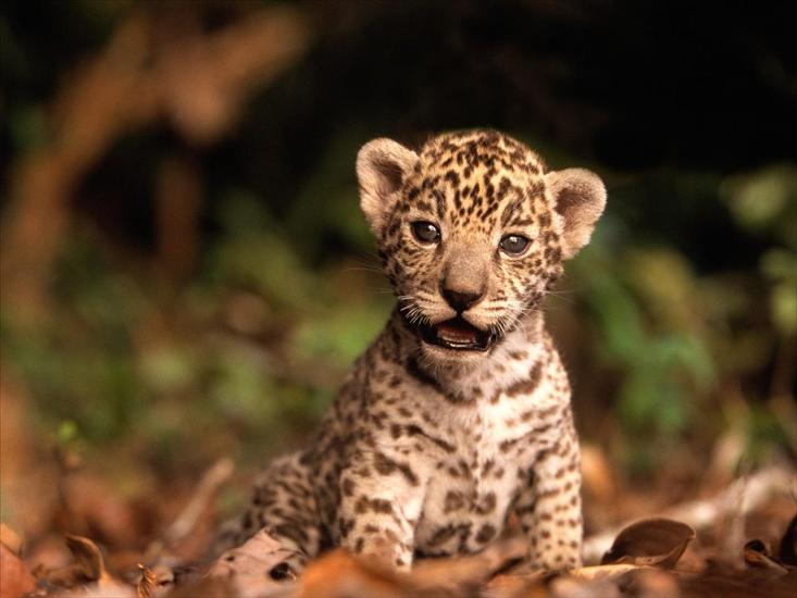 dzikie koty - Jaguar Kitten.jpg