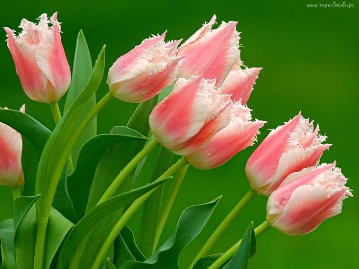 -Gify wiosna - 68172_rozowe_tulipany.jpg
