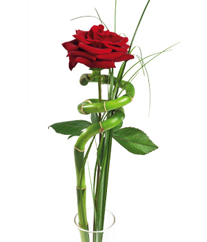 Różyczki -    - -Single_Red_Rose_large.jpg
