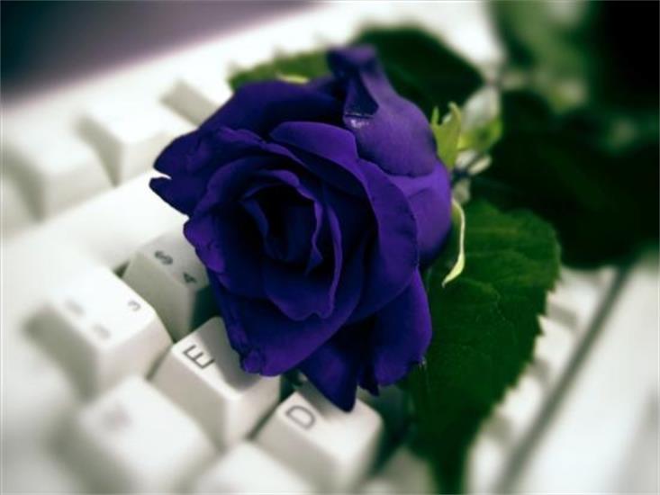 róże niebieskie - 6.bmp