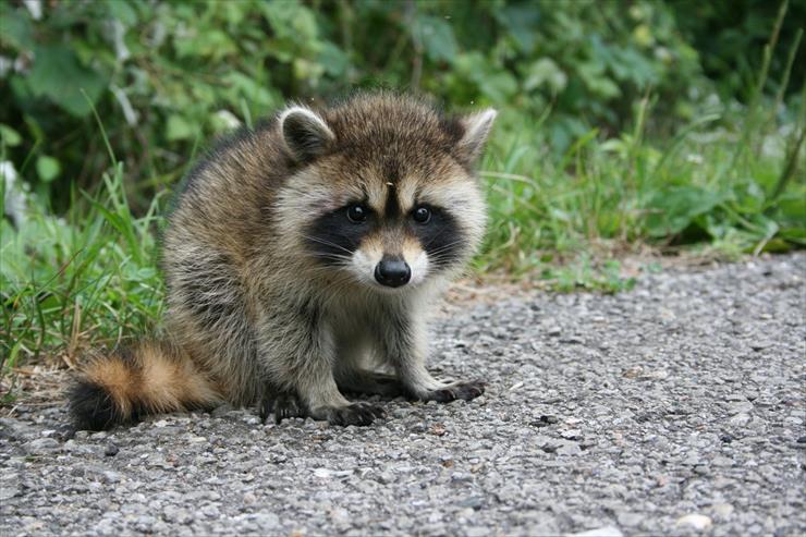 zwierzęta - raccoon.jpg