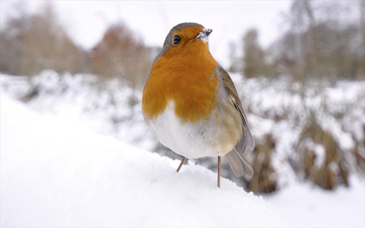 Ptaki - Animals_Birds_Birdie_on_snow_026741_.jpg