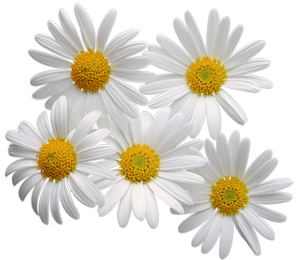 Stokrotki margaretki - White-Camomile-Flower-13.png