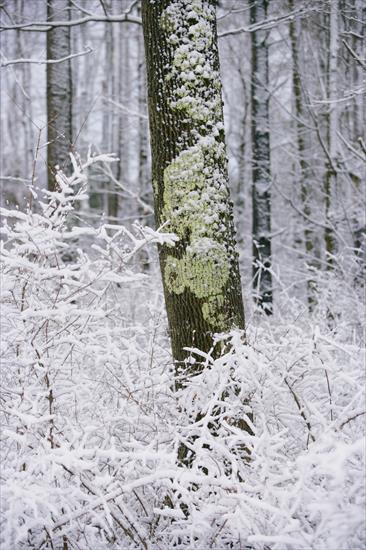 Veer Fancy Photography - Winter Scenery - FAN1006574.jpg