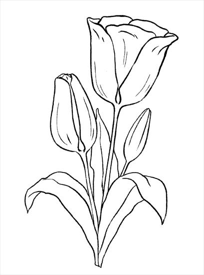Kwiaty - Tulipan.jpg