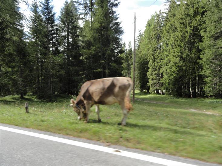 Krowy w górach - Italie.JPG