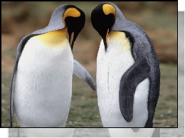 Zwierzęta - 3490_pingwin.jpg