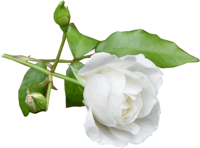 Białe róże - kwiaty19.png