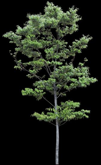 drzewa png - TH_067AP.PNG