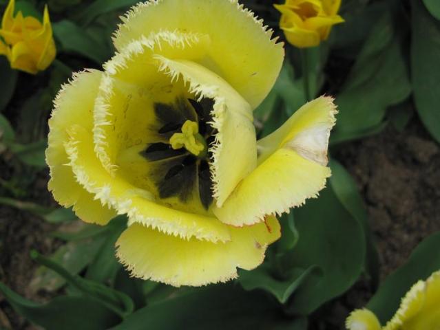 tulipan moje naj - tulipan_3840.jpg