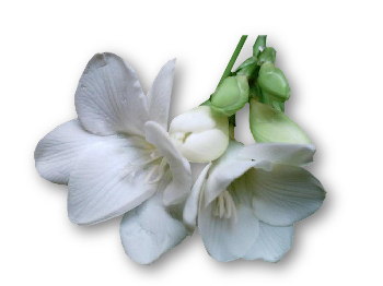 Kwiaty - mh_white_fresia.jpg