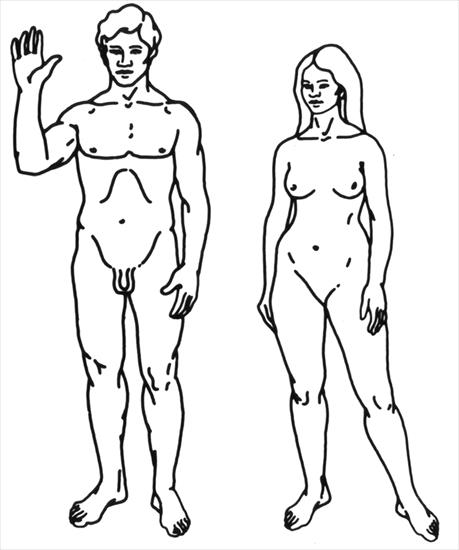 Historia człowieka - obrazy - 800px-Human - mężczyzna i kobieta Homo sapiens sapiens.png