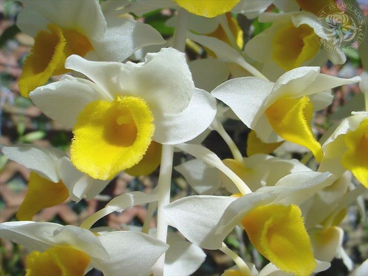 Storczyki - orchid-1024x768-0034-145121.jpg