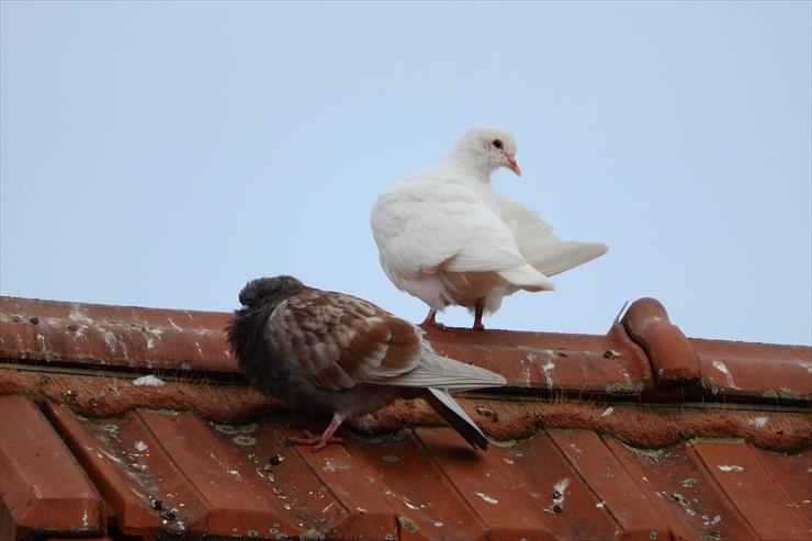 PIXABAY foto FREE - pigeons-2052094_1280.jpg