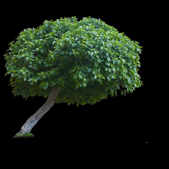 Drzewa i liśćie - tree_png_by_evelivesey-d3iccql.png